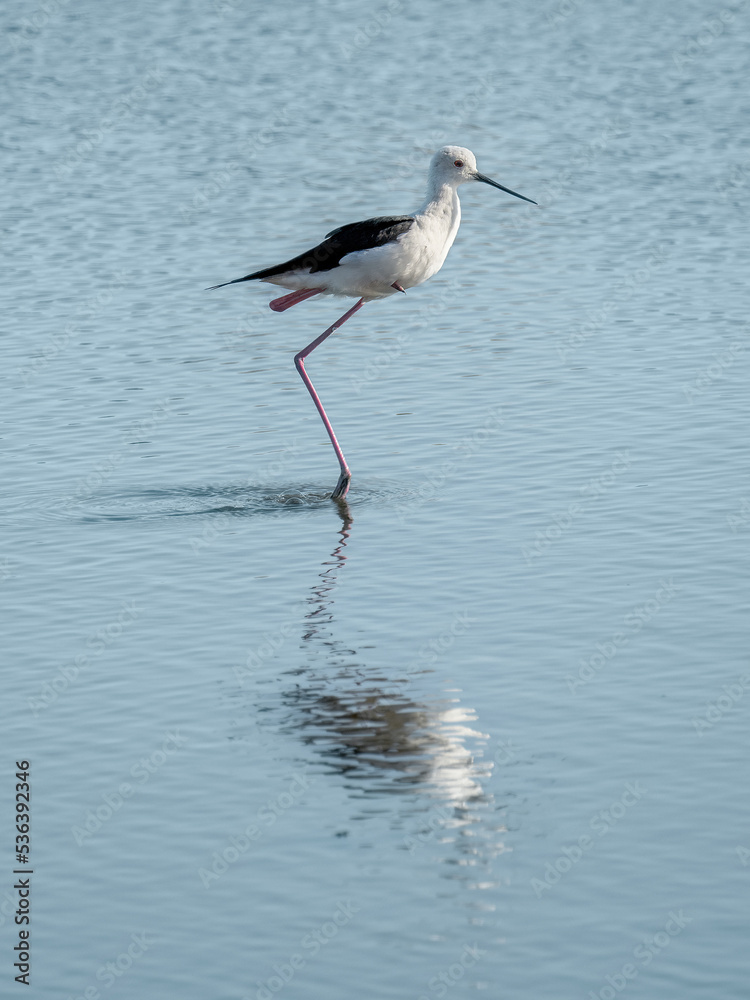 Fototapeta premium Black-winged Stilt (Himantopus himantopus)