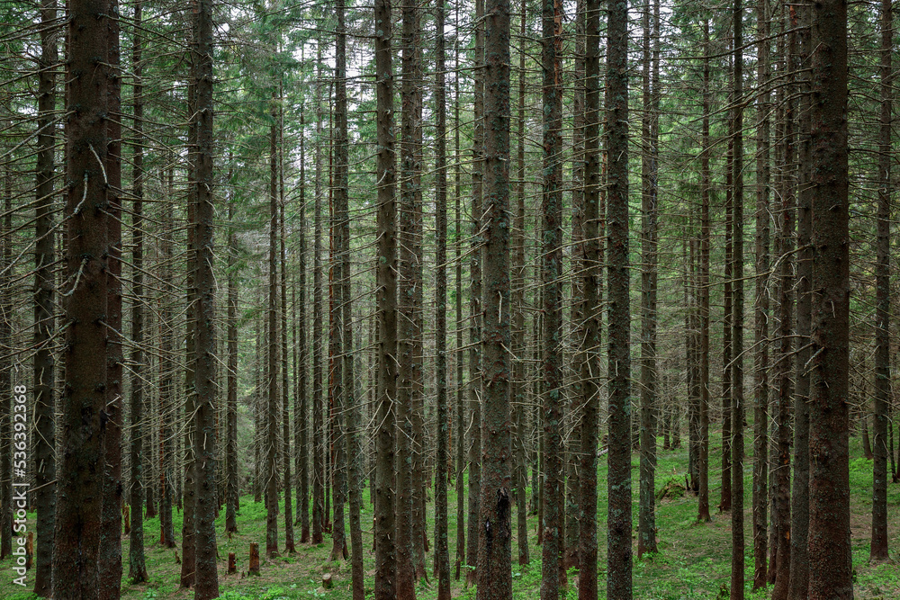 Young pine trees grow densely in the mountain forest. Background for design. Young pine trees grow densely in the mountain forest. Background for design.