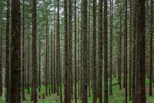 Young pine trees grow densely in the mountain forest. Background for design. © vasmbphoto