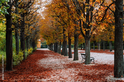 Autumn avenue, leaves on the ground, trees lined through park