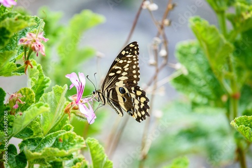 Chequered swallowtail butterfly on the pretty flower in the green field photo