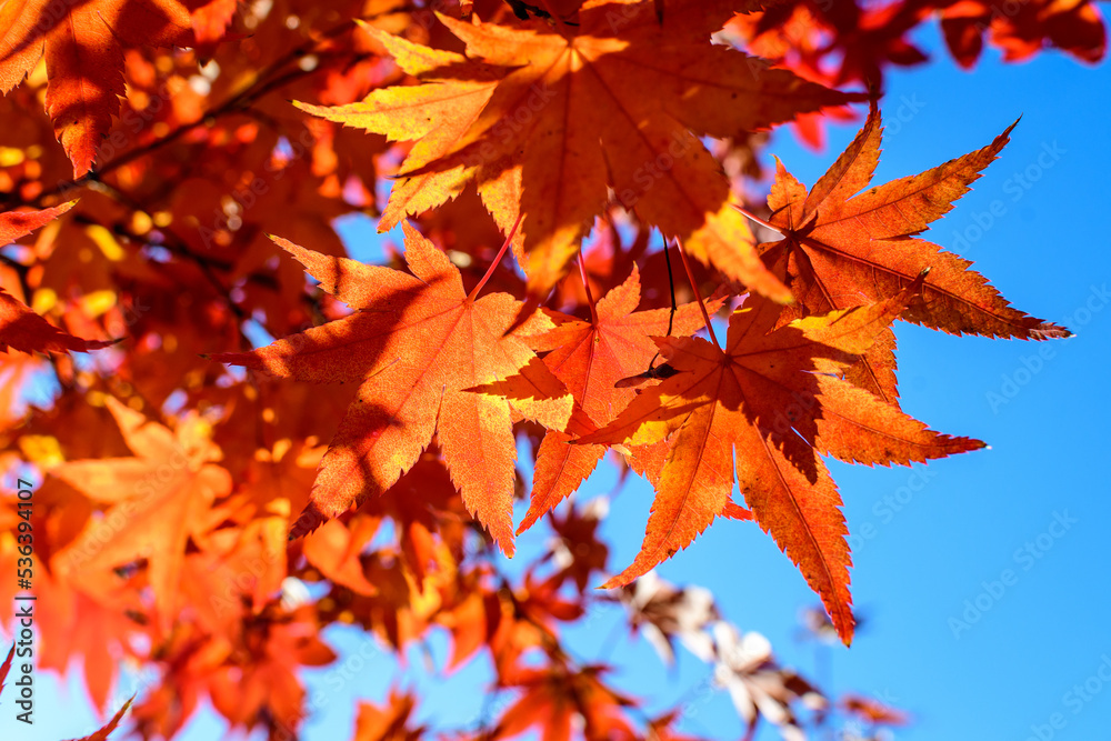 Vivid red and orange leaves of Acer platanoides or Norway maple tree, towards clear blue sky in a garden during a sunny autumn day, beautiful outdoor background photographed with soft focus. Vivid red and orange leaves of Acer platanoides or Norway maple tree, towards clear blue sky in a garden during a sunny autumn day, beautiful outdoor background photographed with soft focus.