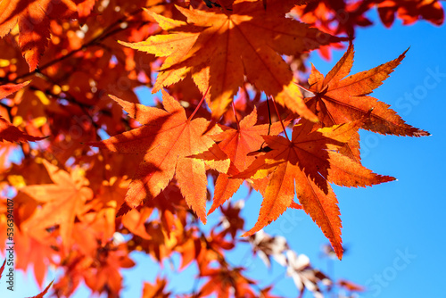 Vivid red and orange leaves of Acer platanoides or Norway maple tree, towards clear blue sky in a garden during a sunny autumn day, beautiful outdoor background photographed with soft focus.