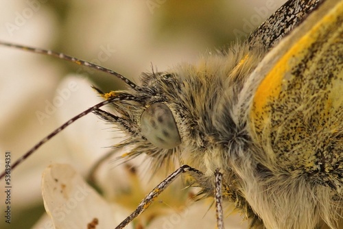 Closeup on a green-veined white, Pieris napi sitting with closed wings on a leaf photo