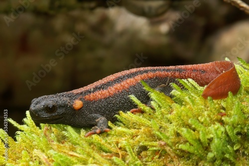 Closeup on the colorful and endangered Asian Red-tailed Knobby Newt, Tylototriton kweichowensis photo