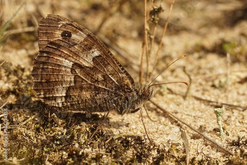 Closeup on the Grayling butterfly, Hipparchia semele well camouflaged with closed wings photo