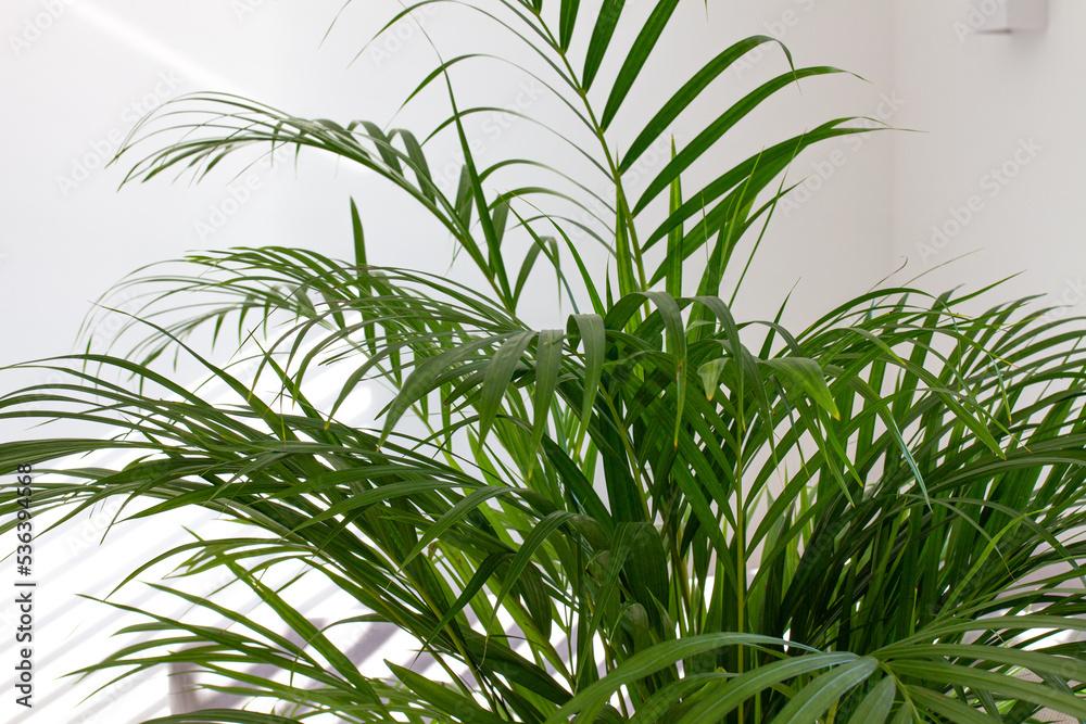 Fototapeta premium Decorative Areca palm near white wall