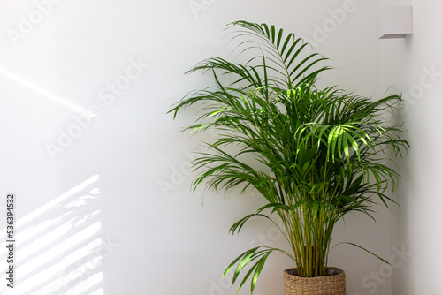 Decorative Areca palm near white wall photo