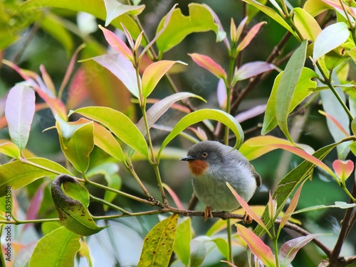 Closeup of Chestnut-throated Apalis bird perched on small branch surrounded by green leaves photo