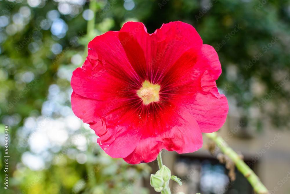 One delicate red flower of Althaea officinalis plant, commonly known as marsh-mallow in a British cottage style garden in a sunny summer day, beautiful outdoor floral background. One delicate red flower of Althaea officinalis plant, commonly known as marsh-mallow in a British cottage style garden in a sunny summer day, beautiful outdoor floral background.