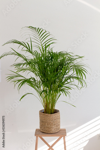 Decorative Areca palm near white wall