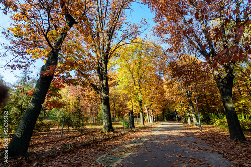 Landscape with large green trees and long walking alley in Herastrau Park in Bucharest, Romania, in a sunny autumn day.