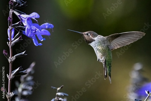 Closeup of Anna's hummingbird hovering near anise-scented sage. photo