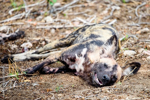 African wild dog (Lycaon pictus) lying on the ground photo