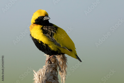 Yellow-crowned bishop (euplectes afer).