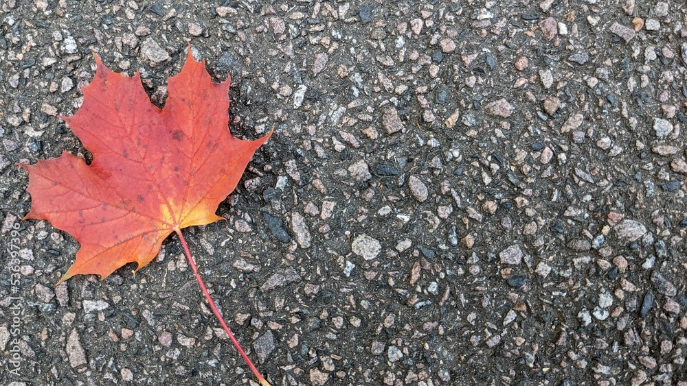 red maple leaf close-up on a gray pavement red maple leaf close-up on a gray pavement