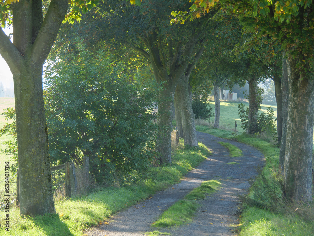 Obraz premium Grieht am Niederrhein