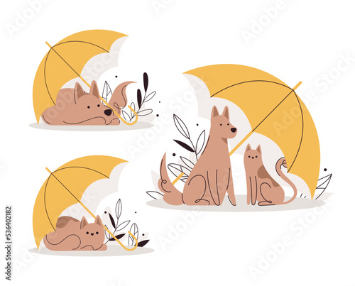Cat and dog sit under umbrella set. Medical coverage for animals' health. Pets was left outside. Homeless animals.