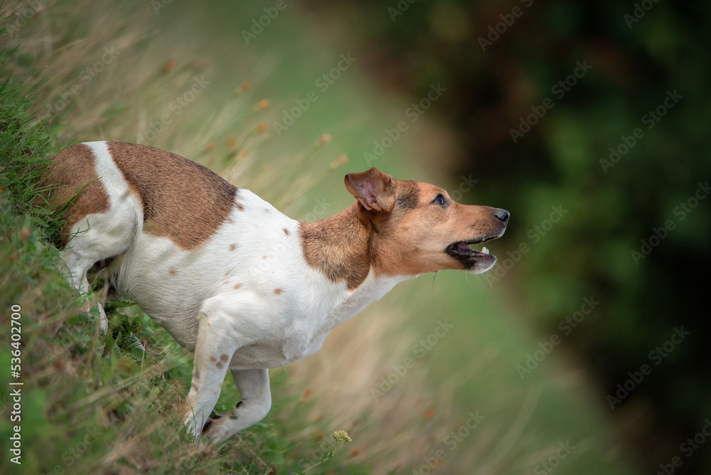 Young beautiful thoroughbred Jack Russell Terrier on a walk in the field.