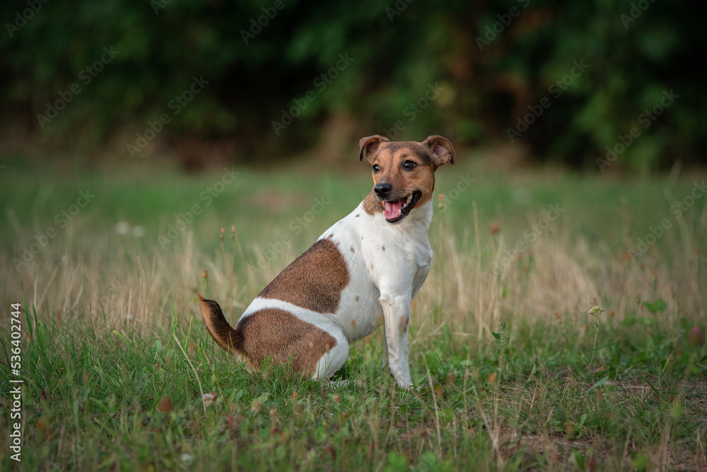 Young beautiful thoroughbred Jack Russell Terrier on a walk in the field.