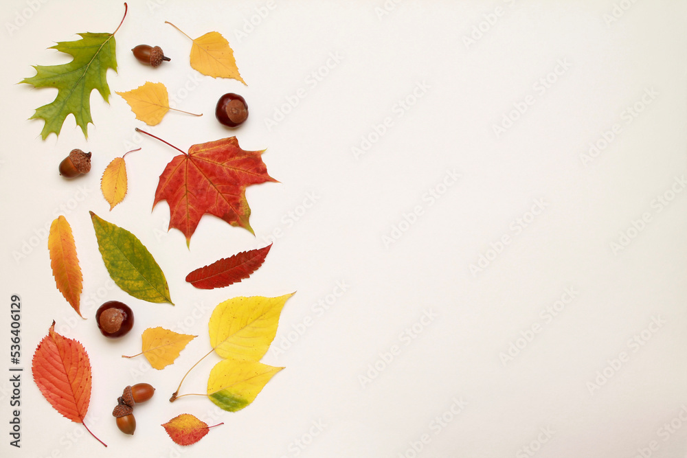 Creative layout of colorful composition of mixed multicolored fallen autumn leaves chestnuts on white background. Natural foliage. Fall concept. Top view. Flat lay. Copy space. Space for text