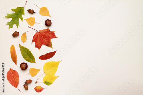 Creative layout of colorful composition of mixed multicolored fallen autumn leaves chestnuts on white background. Natural foliage. Fall concept. Top view. Flat lay. Copy space. Space for text