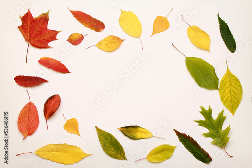 Leaves frame. Layout of colorful composition of mixed multicolored fallen autumn leaves pattern. on white background. Natural foliage. Fall concept. Top view. Flat lay. Copy space. Space for text