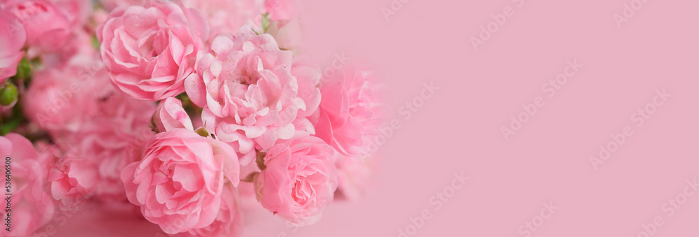 Beautiful rose flower in garden. Rose flower background. Roses flower texture. Lovely rose. Roses in tropical garden. Roses flower bouquet. Garden rose. Pink rose. Banner. Beautiful rose flower in garden. Rose flower background. Roses flower texture. Lovely rose. Roses in tropical garden. Roses flower bouquet. Garden rose. Pink rose. Banner.