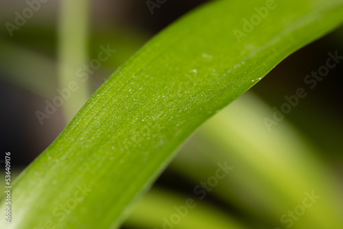 Macro shot of a Albuca bracteata grean leaf with blur green background photo