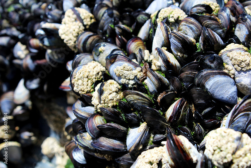 Mussels Grouped Together on a Rock