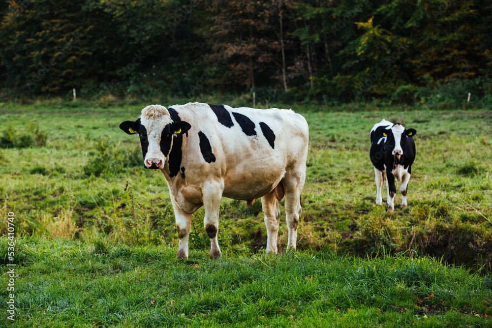 cow in a meadow, white bull on green grass