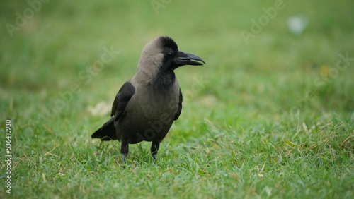 Closeup of the house crow on green grass. Corvus splendens. photo