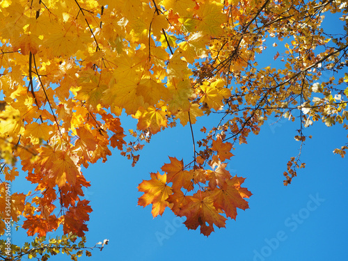 Colourful autumn leaves, colours of autumn