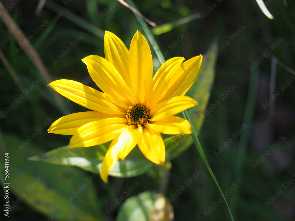 Jerusalem Artichoke, topinambur flowers - wild sunflower Jerusalem Artichoke, topinambur flowers - wild sunflower