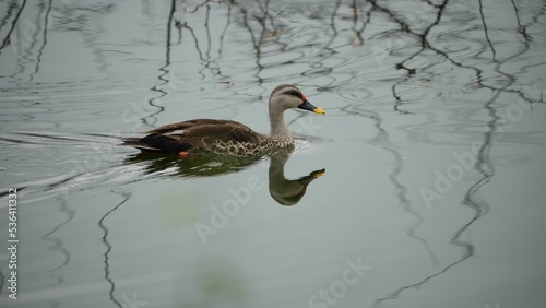 Closeup of the Indian spot-billed duck swimming in the lake. Anas poecilorhyncha. photo