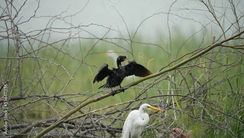 Great egret and a little black cormorant drying its wings. photo