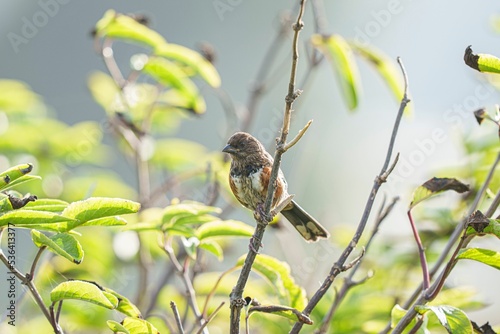 Closeup shot of a spotted towhee on a branch in a forest photo