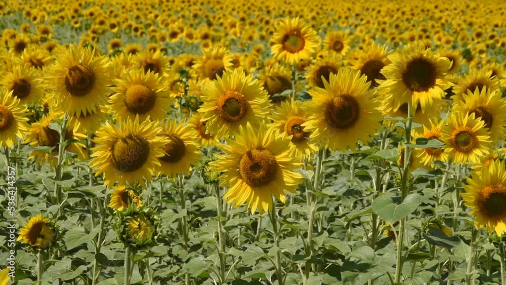 Natural background with sunflowers in the field Natural background with sunflowers in the field