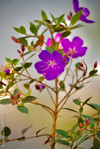 Vertical shot of delicate purple lasiandra flowers photo