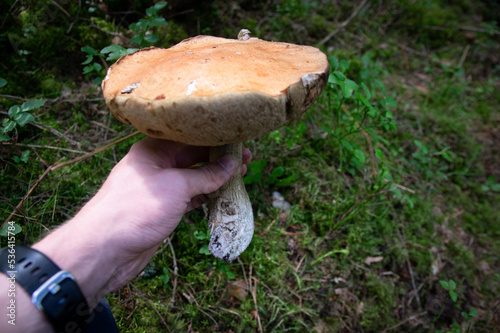 Hand holding two aspen boletus mushrooms in autumn forest