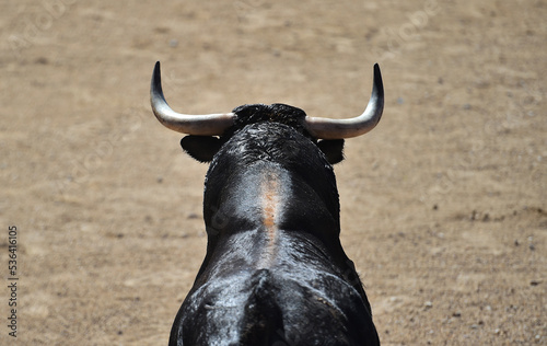 horns of strong spanish black bull