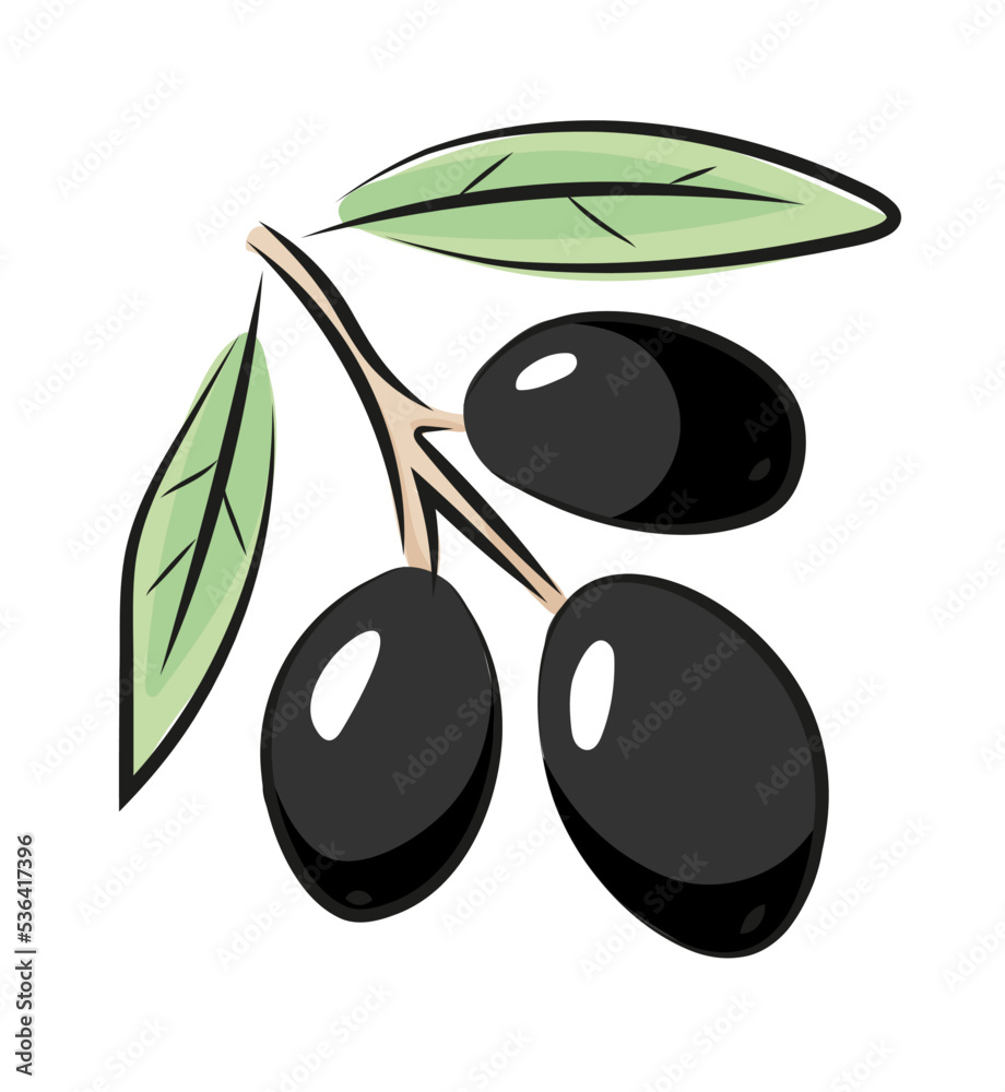 Oliwki ilustracja Oliwki ilustracja
