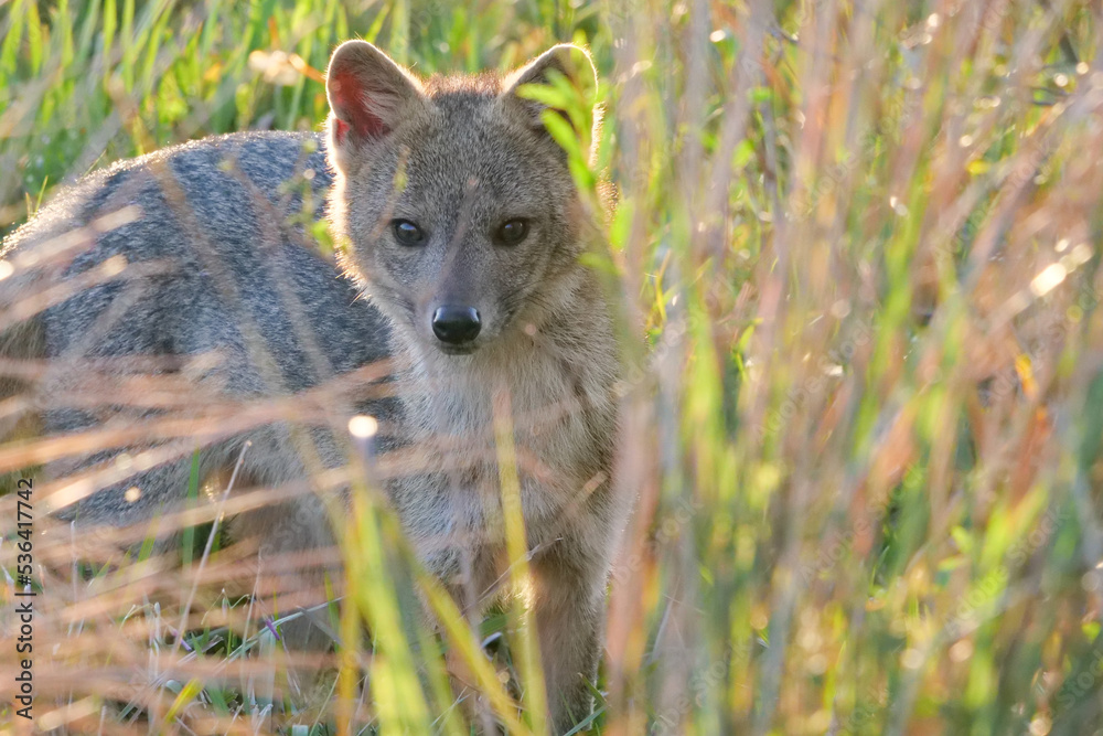 Fototapeta premium Pampas fox - Lycalopex gymnocercus - also known as grey pampean fox in grasslands at Ibera National Park, Argentina