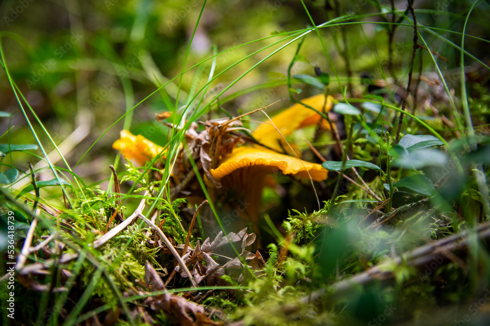 Close up of fresh golden chanterelles in moss wood dirt in forest vegetation. Group of yellow cap edible mushrooms growing among trees in Sweden. Nature scenery of autumn ground, outdoor nature Close up of fresh golden chanterelles in moss wood dirt in forest vegetation. Group of yellow cap edible mushrooms growing among trees in Sweden. Nature scenery of autumn ground, outdoor nature
