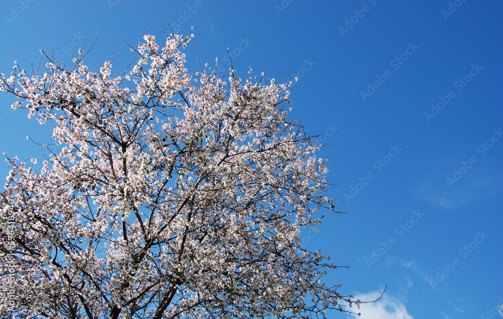 Blooming almond trees bloom in spring against blue sky. Springtime landscape