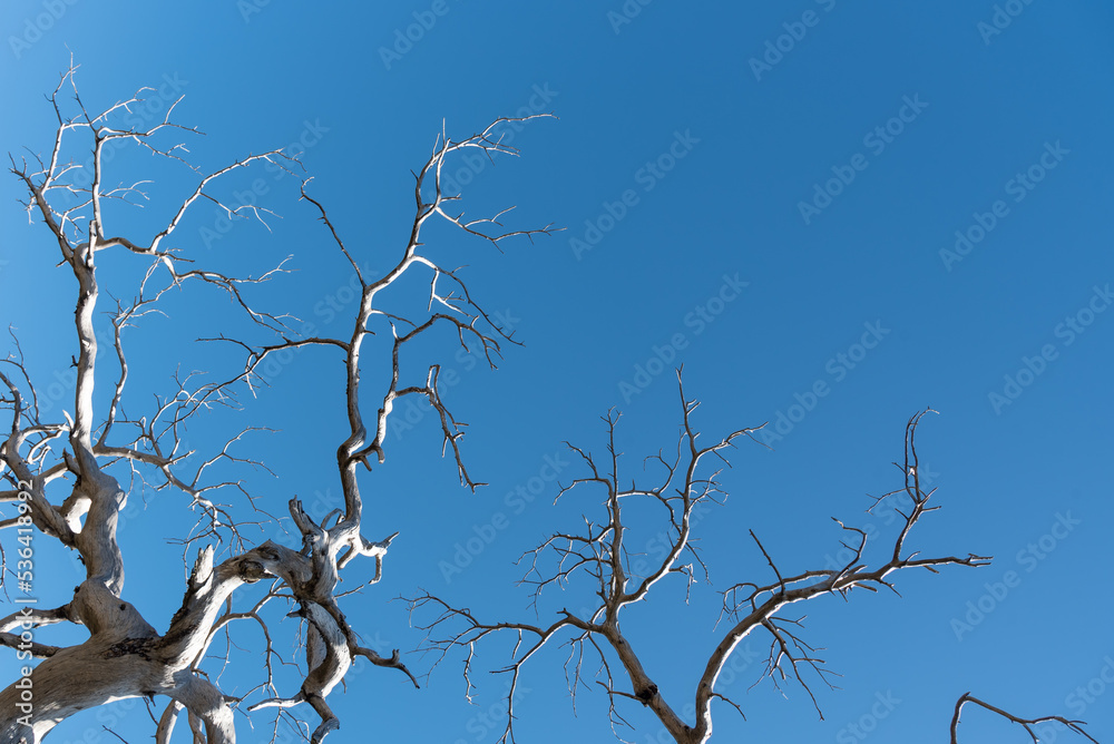 Dead dry tree with leafless branches against blue clear sky. Dead dry tree with leafless branches against blue clear sky.