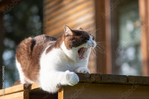 Cute british shorthair cat opens mouth wide in a teeth displaying, ferocious seeming yawn. This gives the appearance the cat may be yelling or shouting.