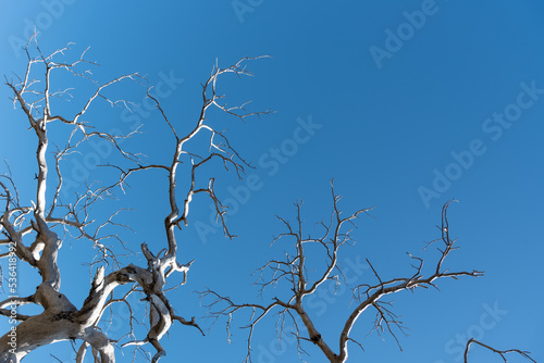 Dead dry tree with leafless branches against blue clear sky.