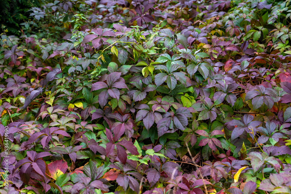 Obraz premium flowers in the garden