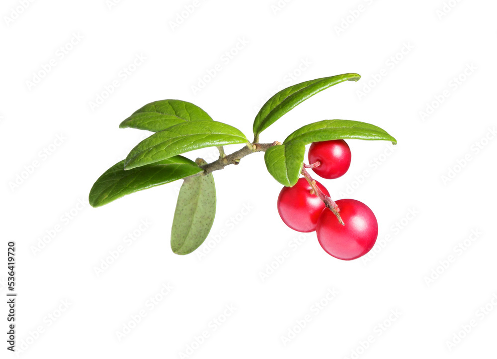 Obraz premium Branches forest cowberries on white.